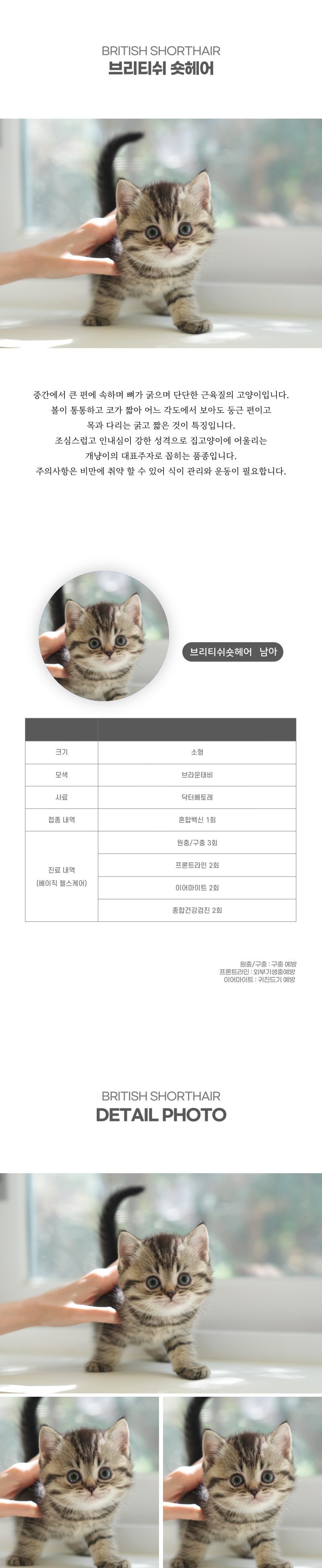 브리티쉬숏헤어_상세이미지_2